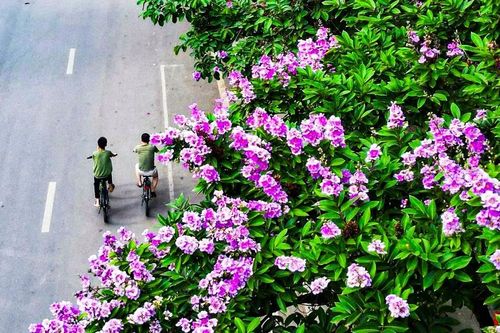 Tím biếc bằng lăng rợp lối về, Hà Nội gieo thơ vào vạt nắng đầu hạ