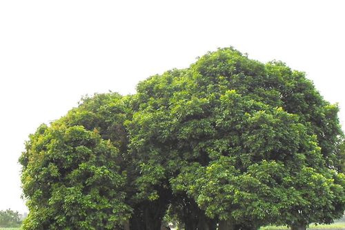 Làng hay thôn: Cứ để văn hóa tự cất cánh