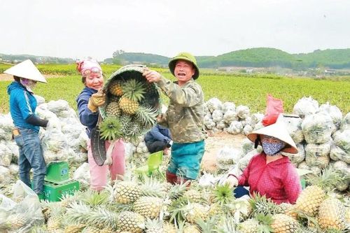 Nghệ An nâng cao giá trị sản phẩm dứa