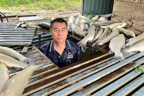 Nhiều hộ dân nuôi cá lồng ở Nghệ An bị thiệt hại lớn do cá chết hàng loạt