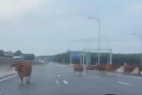 Siết quản lý sau vụ đàn bò vào cao tốc Vạn Ninh - Cam Lộ, tránh nguy cơ tai nạn