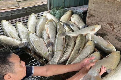 Cá lồng trên sông Lam chết hàng loạt, nhiều hộ dân mất trắng