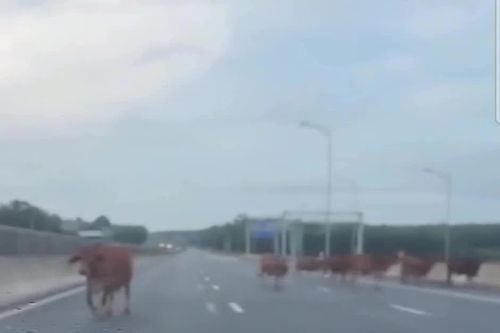 Đàn bò bất ngờ lạc vào cao tốc Vạn Ninh - Cam Lộ, đe dọa an toàn giao thông