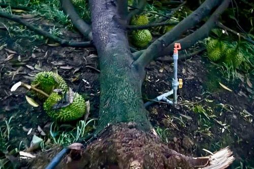 Lốc xoáy càn quét, nhiều vườn sầu riêng ở Lâm Đồng tan hoang