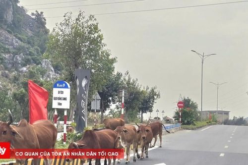 Chủ động ngăn chặn dịch bệnh lở mồm long móng trên địa bàn Hải Phòng
