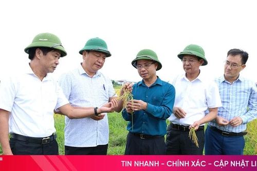 Khẩn trương khắc phục, giảm thiểu thiệt hại với diện tích lúa xuân bị ngã đổ