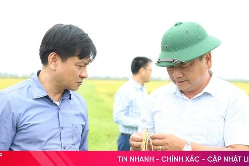 Tăng cường hỗ trợ người dân bảo quản, chế biến lúa sau thu hoạch