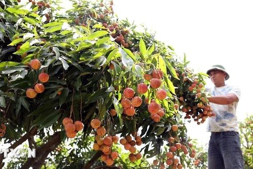 Sản lượng giảm mạnh, vải đầu vụ giá cao lên đến 70.000 đồng mỗi kg