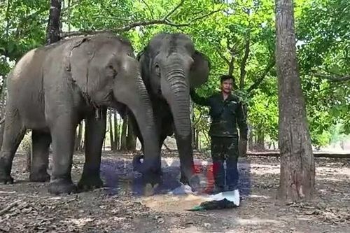 'Chăn voi' giữa rừng già Tây Nguyên