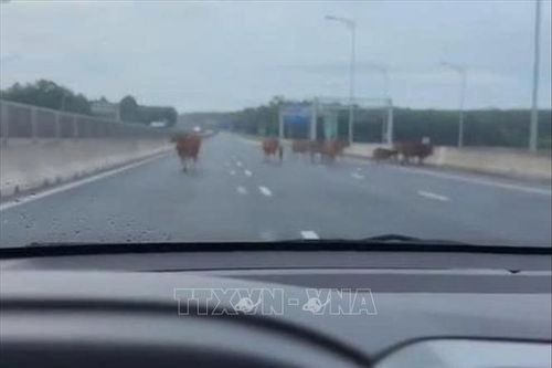 Xử lý sự cố đàn bò đi vào tuyến cao tốc Vạn Ninh - Cam Lộ