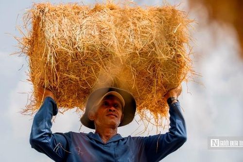 Chợ rơm Ba Lai nhộn nhịp, nâng giá trị nông nghiệp miền Tây