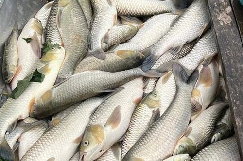 Hàng tấn cá nuôi lồng bè trên sông Lam chết bất thường