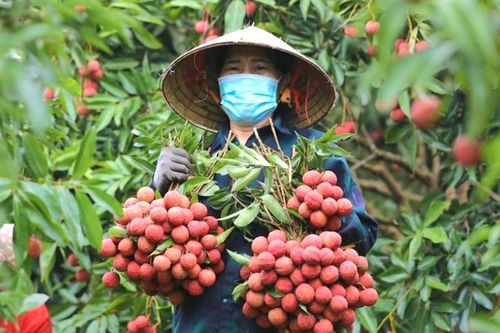 Sản lượng vải thiều giảm sâu, giá 'chạm đỉnh'