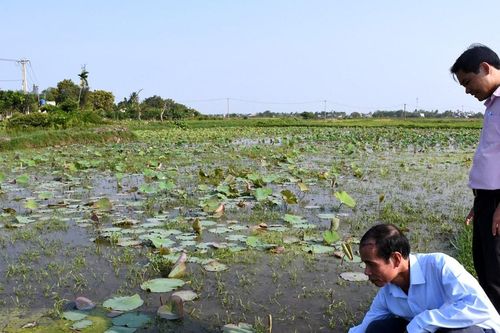 Sinh kế bền vững từ trồng sen