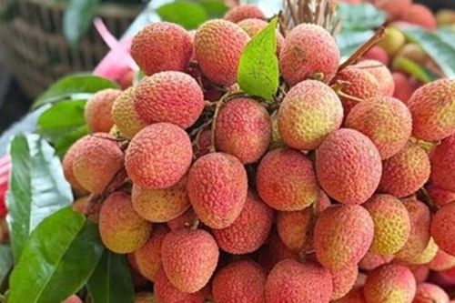 Sản lượng vải thiều 2026 giảm mạnh, giá bán chạm mốc 210.000 đồng/kg