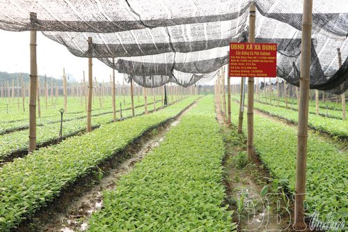 Đảm bảo xuống giống cà phê, mắc ca đúng thời vụ