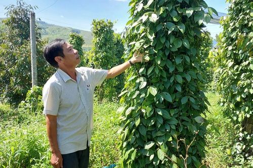 Nâng tầm giá trị hồ tiêu Gia Lai