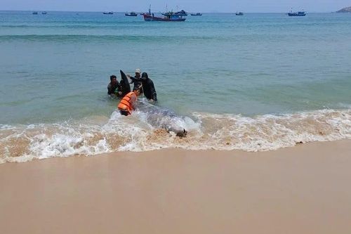 Sinh vật mắc cạn, chết ở vùng biển Vĩnh Hội là cá voi mõm khoằm Cuvier