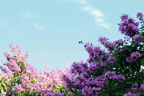 Mộng mơ sắc tím bằng lăng