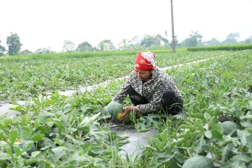 Thu 'trái ngọt' từ cần cù lao động