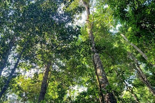 Lâm Đồng siết chặt công tác quản lý, bảo vệ rừng