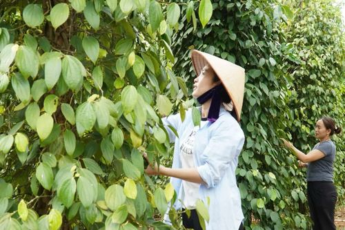 Sản xuất nông nghiệp gắn với chế biến nông sản ở Cam Lộ