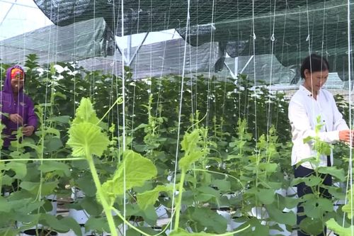 Thực hiện đồng bộ các giải pháp phát triển kinh tế