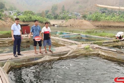 Tường Hạ duy trì nghề nuôi cá lồng