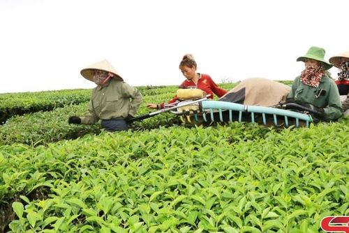 Nông dân Thảo Nguyên thi đua sản xuất kinh doanh giỏi