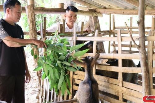 Hiệu quả từ mô hình nuôi dê hàng hóa ở xã Mường Khiêng