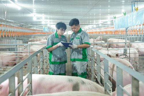 Nông nghiệp BAF Việt Nam báo lãi kỷ lục 206 tỷ đồng trong quý I/2026