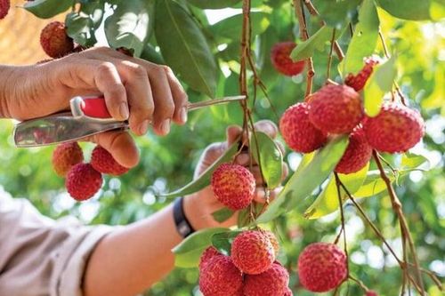 Vì sao vải thiều tăng giá kỷ lục?