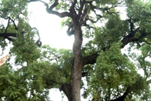 Bắc Ninh: Tiên Lục - Mùa hội dưới bóng dã hương nghìn năm