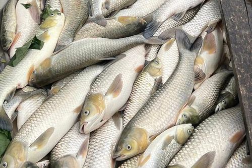 Hàng tấn cá nuôi chết bất thường dưới dòng sông Lam