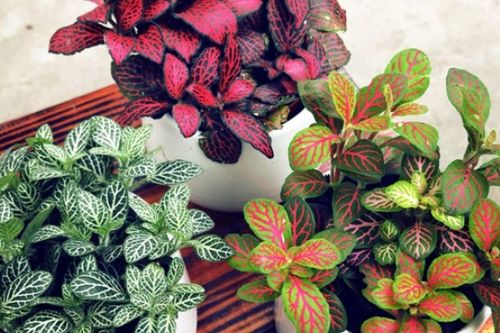 Những loại cây nhỏ xinh đang 'lên ngôi', biến căn hộ chật hẹp thành góc xanh thư giãn