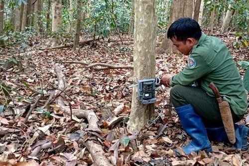 Cách lắp đặt bẫy ảnh để chụp lại hàng trăm loài động vật quý hiếm