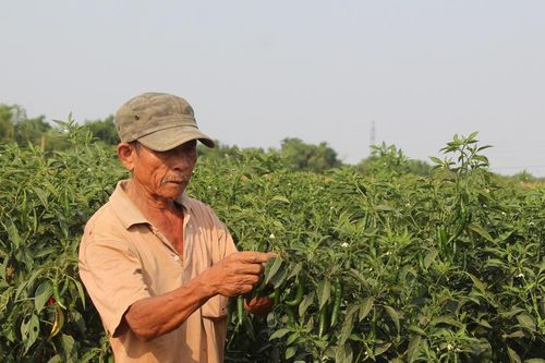 Nghịch lý được mùa, mất giá