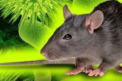 Việt Nam chưa ghi nhận ca bệnh do virus Hanta, Bộ Y tế khuyến cáo người dân chủ động phòng bệnh