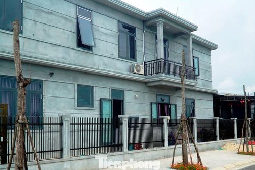 Bỏ mặc cây xanh thành 'củi khô' hàng loạt giữa khu định cư mới