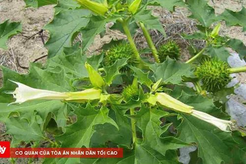 Hai người nhập viện nghi ngộ độc do ăn lá cà độc dược
