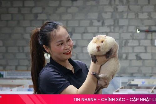 Tín hiệu vui từ mô hình nuôi dúi má đào Thái Lan ở vùng rốn lũ Hà Linh