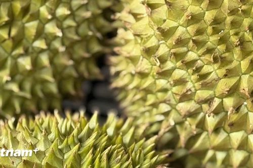 Tìm hiểu loại quả được gọi là 'vua của các loại trái cây,' phổ biến ở Việt Nam