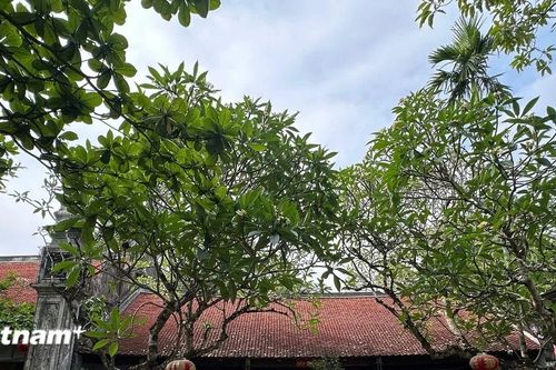 Đền Đậu An - Điểm đến trải nghiệm văn hóa và tâm linh hấp dẫn