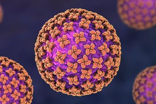 3 người vừa tử vong vì hantavirus: Loại virus 'tấn công phổi' nguy hiểm ra sao?