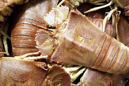 Sinh vật 10 chân kỳ dị ở biển Mũi Né: Nhìn lạ 'rợn người' nhưng ai cũng muốn thử