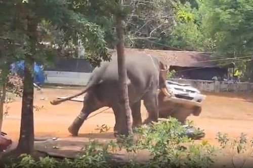 Voi nổi điên, dùng ngà đâm thủng ô tô rồi quăng quật như đồ chơi