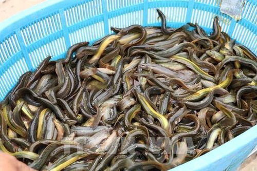 'Cú hích' đưa kinh tế biển vươn tầm - Bài cuối: Hài hòa giữa kinh tế và bảo tồn tài nguyên