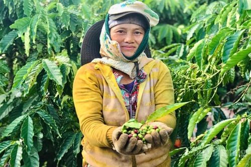 Giấc mơ đổi đời bén rễ trên vùng đất đỏ