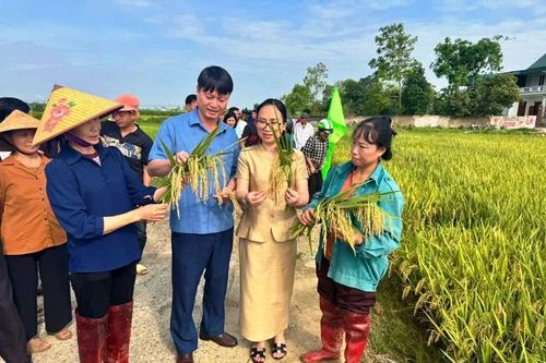 Hiệu quả giống lúa mới trên 'cánh đồng công nghệ số'