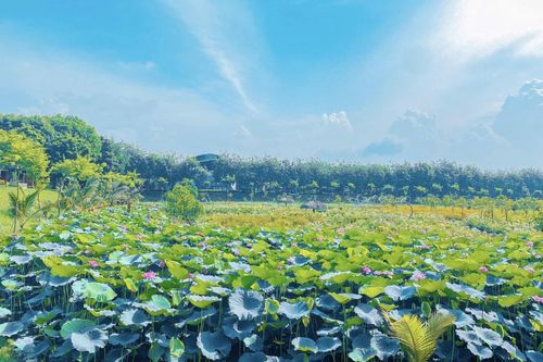 Hà Nội đề xuất thí điểm phát triển mô hình nông nghiệp sinh thái, nông nghiệp đô thị